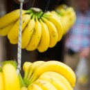 바나나사자 이미지