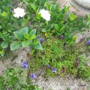 사라의 정원 이미지