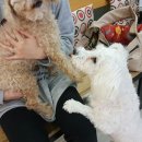 정원 양한방동물병원 이미지