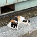 멍멍아 또 와 | 피클이와 홍천 여행 / 반려견 동반 홍천 여행, 대형견 동반, 휴게소 카페 식당 공원 etc