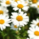 베이비시터 자격증 과정 이미지