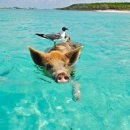 예쁜돼지 이미지