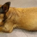 루루강아지 이미지