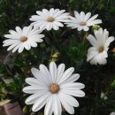 엔젤 식물원 이미지