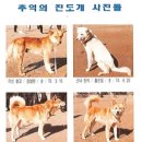 진도견나라 이미지