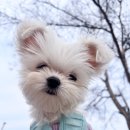 설매공원 이미지