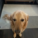 덴탈 매니저 | 토론토 워홀 생활: 덴탈어시스턴트로 첫 출근 후기