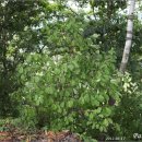 임실덕천리가침박달군락 이미지