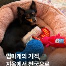 개엄마 | 엄마개 &#39;칸나&#39;의 입양 후기