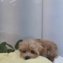 THE DOG SALON 이미지