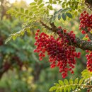 유향약국 | 주말 나들이 후 무릎 욱신? 파스 말고 보스웰리아 효능, 이젠 이걸 드세요!