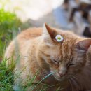 제주동물메디컬센터 이미지