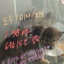 도그바이러스 이미지