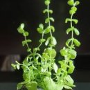 애플민트 키우기 이렇게 활용해 보세요 이미지