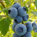 산막골 농장 이미지