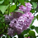 라일락 이미지