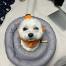 최가네칼국수 이미지