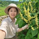 예덕피부관리 | "위가 쓰릴 때 달여 마셨더니.." 예덕나무 껍질 효능 후기