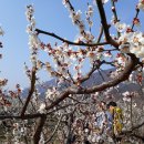 양산 원동 매화축제 이미지