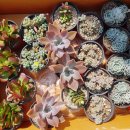 아울렛DC백화점 이미지