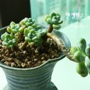 딸기네