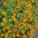 청일중학교 | 2025횡성더덕축제 2일차후기 비가와도즐거운축제장!