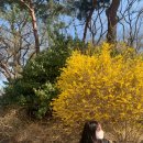 퍼피아뜰리에 이미지