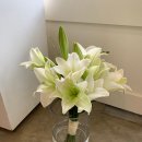 더피우리 이미지