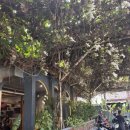 CUP메디 | 족자 개!강추! 맛집, 2번 가고싶었다, 오리 콩피 맛집, 메디테라니아 레스토랑, 뗌뽀 젤라또 쁘라위로따만🍨