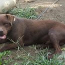 똥강아지 이미지