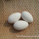 오향골농장 이미지