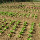 두손농장 이미지