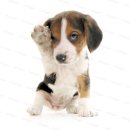 고려동물병원 이미지