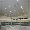 인천강아지분양 홍스퍼피 본점 이미지