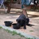 힐링독파크 이미지