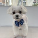 댕댕이발소 | 김포 애견미용 “댕댕이발소” 후기!!