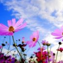 코스모스 이미지