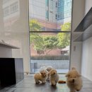 스니프 아틀라스 이미지