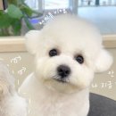 항상,예쁘개 이미지