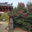 와룡가든 | 제주 겨울여행의 묘미 동백꽃길 카멜리아힐