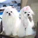 스위트몽 이미지