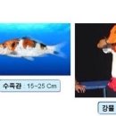 코이 이미지