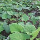 화천농장 이미지