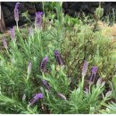 라벤더민박 이미지