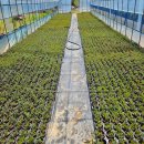 에바다농장 이미지