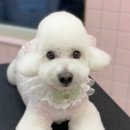 꼬망망