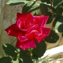 웰빙요가 이미지