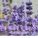 라벤다 이미지