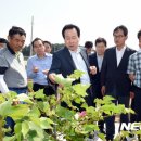 목화밭