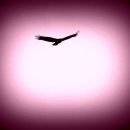 공중제비 이미지